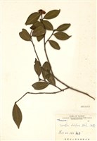 藏品(苦茶(油茶))的圖片